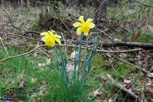 Narcissus pseudo-narcissus (2)